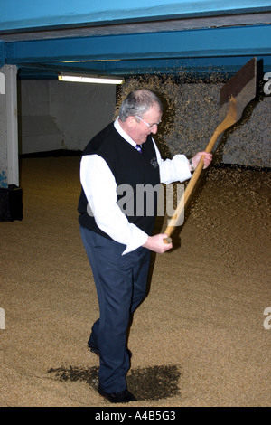 Schaufeln Malted Gerste an Whisky-Destillerie in Schottland Stockfoto