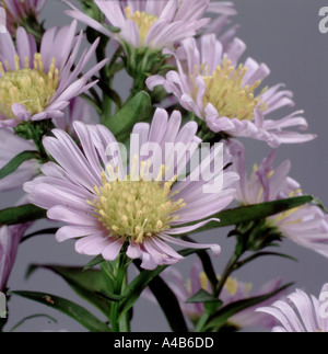 Bergaster Aster Novae Belgii Blume Stockfoto