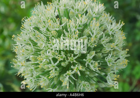 Allium 'Ivory Queen' Zier Zwiebel. Stockfoto