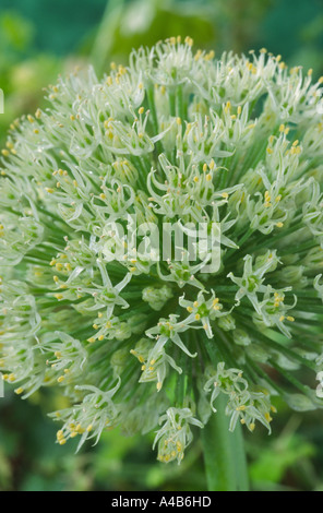 Allium 'Ivory Queen' Zier Zwiebel. Stockfoto
