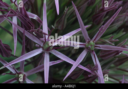 Allium Cristophii AGM ornamentalen Zwiebel. Stockfoto