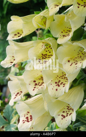 Digitalis Purpurea "Primrose Carousel". Gemeinsamen Fingerhut. Stockfoto