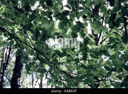 Eiche in den alten Ariundle national Nature Reserve Eiche Wäldern am Strontian Schottland Stockfoto