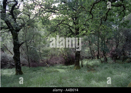 Eiche in den alten Ariundle national Nature Reserve Eiche Wäldern am Strontian Schottland Stockfoto