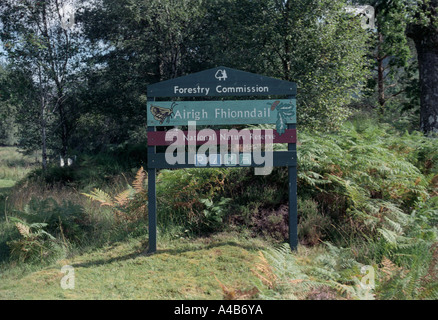 Eiche in den alten Ariundle national Nature Reserve Eiche Wäldern am Strontian Schottland Stockfoto