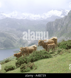 Asturische Bergrinder in den Picos de Europa über Covadonga-Asturien-Spanien Stockfoto