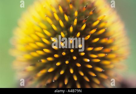 Nahaufnahme von den stacheligen goldene kegelförmige Reife Seedhead der Grenze mehrjährige Pflanze lila Sonnenhut oder Echinacea Purpurea Stockfoto