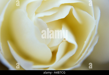 Nahaufnahme von der cremigen weißen Blüte Floribunda Rose oder Rosa Elfenbein Fashion Stockfoto