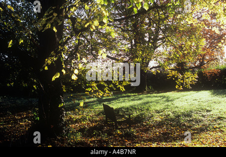 Hinterleuchtete Sitzbank Tau getränkten Gras unter herbstlichen kleine großblättrige Linde mit Rotbuche und Absicherung über Stockfoto