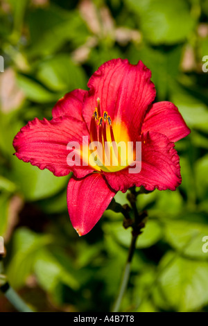 Rote und gelbe Hermerocallis, "Pardon Me" Lily Stockfoto