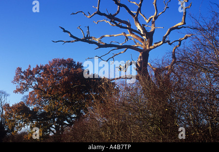 Tot Stieleiche oder Quercus Robur Baum unter blauem Himmel mit live braun-leaved Eiche jenseits und Weißdorn Hecke in front Stockfoto