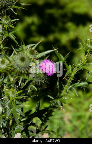 Distel Stockfoto
