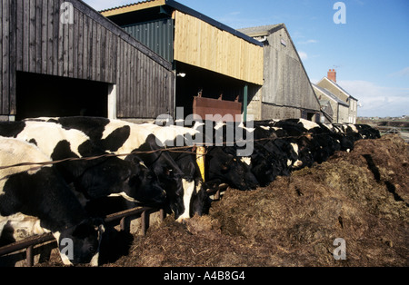 Kühe auf Bauernhof mit Köpfe durch Stacheldrahtzaun Essen Heu im Winter Southerndown Wales UK Stockfoto