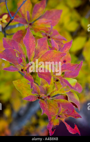 Spiraea Japonica "Shirobana" branch Stockfoto