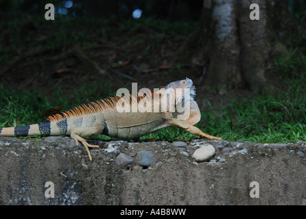 Green Iguana Iguana Iguana zeigt Paarung Verhalten betreibende Wamme Tortuguero Kanal Karibikküste Costa Rica Stockfoto