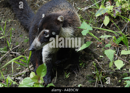 Weiße Nase Nasenbär, Nasura Narica, Vulkan Arenal, Costa Rica Stockfoto