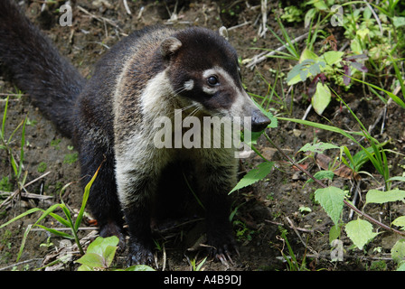 Weiße Nase Nasenbär, Nasura Narica, Vulkan Arenal, Costa Rica Stockfoto