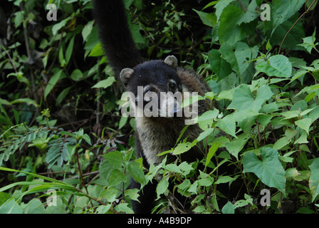 Weiße Nase Nasenbär, Nasura Narica, Vulkan Arenal, Costa Rica Stockfoto