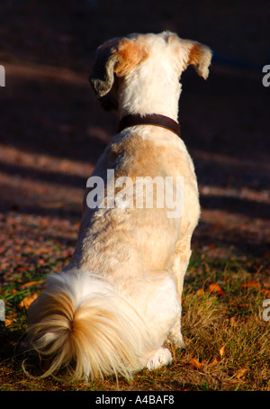 Eine Sitzung Tibet Terrier Hund von hinten gesehen Stockfoto