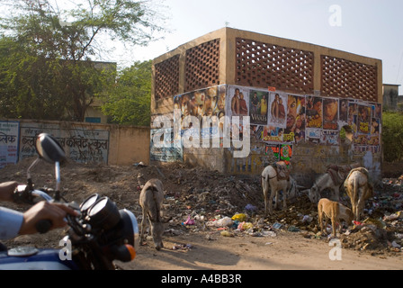 Stock Bild von Eseln Essen Müll auf der Straße in Agra Indien Stockfoto