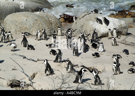 Afrikanische Pinguine am Boulders Beach an der False Bay in der Nähe von Simons Town in Südafrika Western Cape Stockfoto