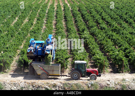 Traube Harvester Maschine im Weinberg bei Ashton in der Robertson Wine Valley Region Südafrika Stockfoto