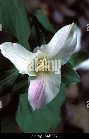Western Wake Robin Trillium ovatum Stockfoto