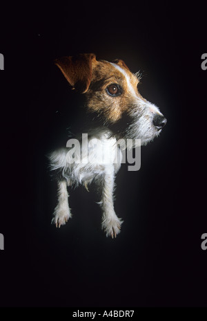 Jack-Russell-Terrier im Dunkeln Stockfoto