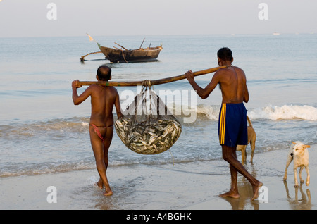 Goa Fischer tragen in Sardinen und Mackeral aus ihren Netzen in Benaulim Beach Stockfoto