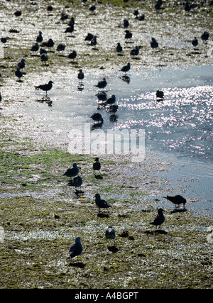 Möwen füttern im Wattenmeer im seichten Wasser bei Ebbe Port McNeill Vancouver Insel, Kanada Stockfoto