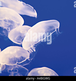 Freies Schwimmen Mond Gelees Medusen Aurelia Golden Quallen Pazifik Kanada Stockfoto