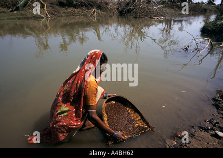 Orissa Wirbelsturm, Indien, 1999: Eine Frau wäscht Reis im Gaipor Village - inzwischen toten Tierkörpern das Wasser verschmutzen. Stockfoto