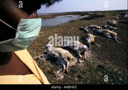 Orissa Wirbelsturm, Indien, 1999: Tausende von Rindern ertranken während Zyklon. Jetzt gekalkt, sie warten auf die Feuerbestattung. Stockfoto
