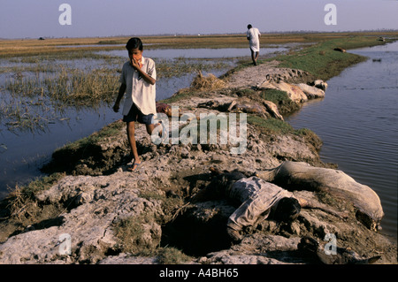 Orissa Wirbelsturm, Indien, 1999: im schlecht Kollisionsbereich Erasma tote Menschen und Tiere Wurf Bereich warten auf Einäscherung Stockfoto