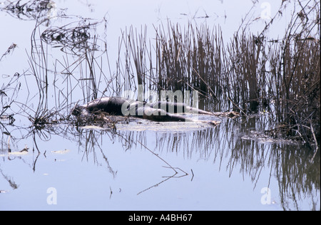 Orissa Wirbelsturm, Indien, Nov 1999: die indische Armee viele Leichen entsorgt, aber einige bleiben verursacht eine potenzielle Gefahr für die Gesundheit Stockfoto