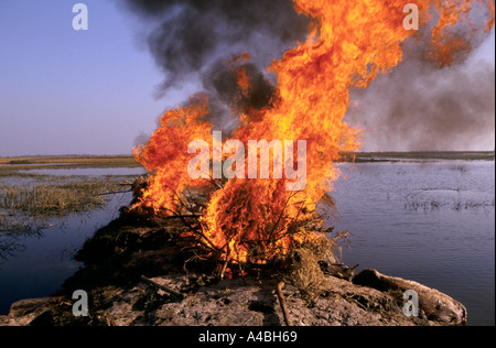 Orissa Wirbelsturm, Indien, 1999 drei Organe sind von der Armee in Erasma Block eingeäschert. Tiere erwarten Einäscherung von einem anderen Team. Stockfoto