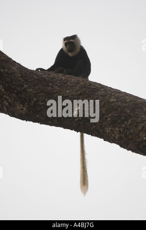 Western Pied Colobus Colobus Polykomos in Zentralghana Baobeng Stockfoto