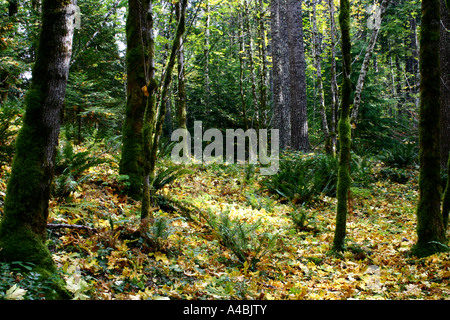 39,022.09320 Fallen Waldlichtung - Eine einladende und warmen Platz, um Ihre Gedanken zu sammeln oder ein Nickerchen machen Stockfoto