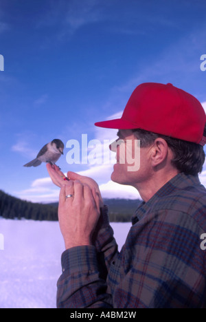 Genießen 35,449.07200 Mann Fütterung beobachten Kanada jay im Winter mit Schnee und blauem Himmel, Red Hat Stockfoto