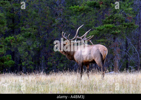 38,618.01067 Bull elk, 6 x 7 Geweihe, im Rocky Mountain West bugling in der Paarungszeit, anderen Bullen zu Herausforderung, weg von seiner Herde Kühe zu bleiben Stockfoto