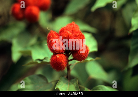 Belterra, Brasilien. Bixa Orellana - Urucum;  Inder verwenden für rotes Gesicht & Körperfarbe; auch rote Farbe in der Küche (Annatto). Para-Zustand. Stockfoto