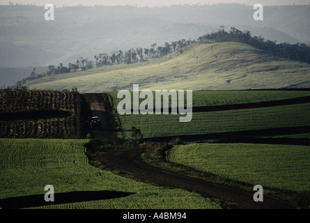Industrielle Landwirtschaft, Provinz Paraná, Brasilien Stockfoto