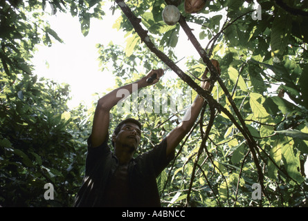 Arbeiter auf einer Kakao-Plantage in Bahia benutzen langstielige Blätter, um Kakaofrüchte von den Bäumen zu schneiden. Stockfoto