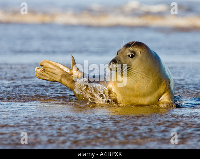 Atlantic seal Pup am Strand von Donna Nook Stockfoto