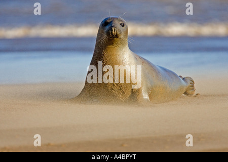 Atlantische Dichtung im Sandsturm, Donna Nook Stockfoto