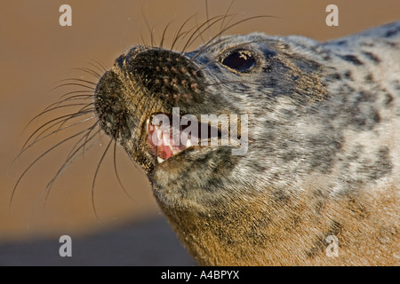 Atlantische Seal Pup in Nahaufnahme Stockfoto