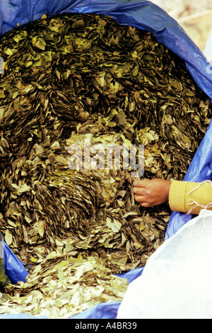 Bolivien. Große Tasche von Koka Blätter. Stockfoto