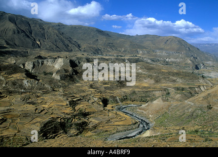 Colca Tal, Peru. Präkolumbianischen landwirtschaftlichen Terrassen noch im Einsatz mit dem Fluss. Stockfoto