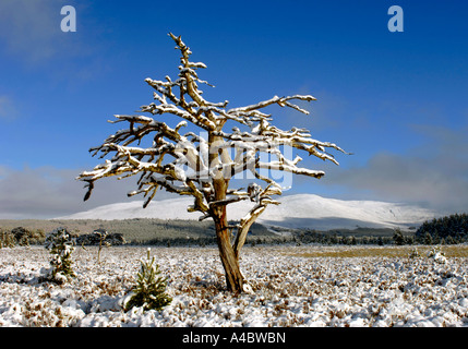 Toter Baum Rothiemurchus Aviemore XPL 4658-438 Stockfoto