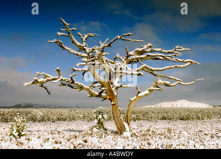 Toten PineTree Mooremore, Rothiemurchus, Aviemore. Inverness-Shire.  XPL 4661-438 Stockfoto